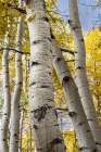 USA-Colorado. Light dappled Aspen forests-Kebler Pass-Gunnison National Forest Art Print